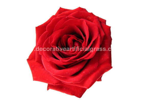 OEM ODM 60+ Colors Real Preserved Roses For Valentine'S Day