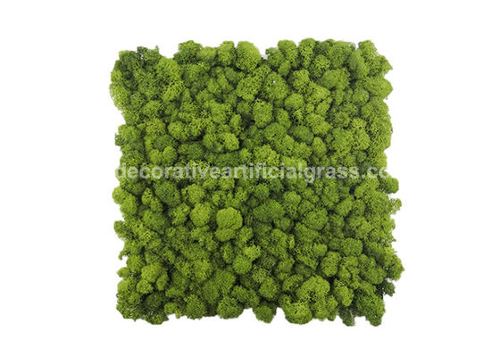 Natural Lichen Moss Green Tiles Wall Mat Backdrop 30cm*30cm 50cm*50cm