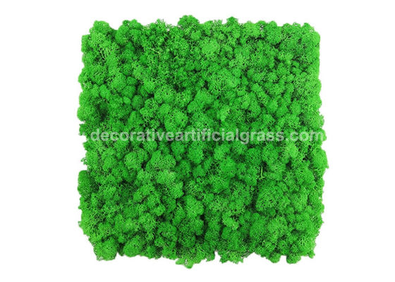 Natural Lichen Moss Green Tiles Wall Mat Backdrop 30cm*30cm 50cm*50cm