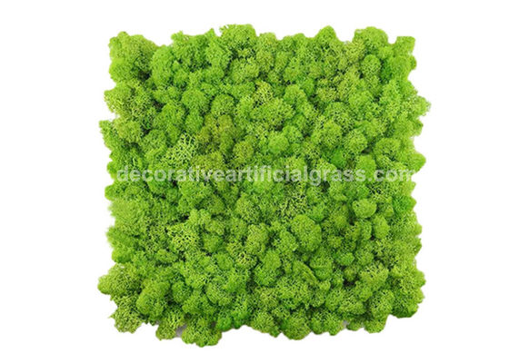 Natural Lichen Moss Green Tiles Wall Mat Backdrop 30cm*30cm 50cm*50cm