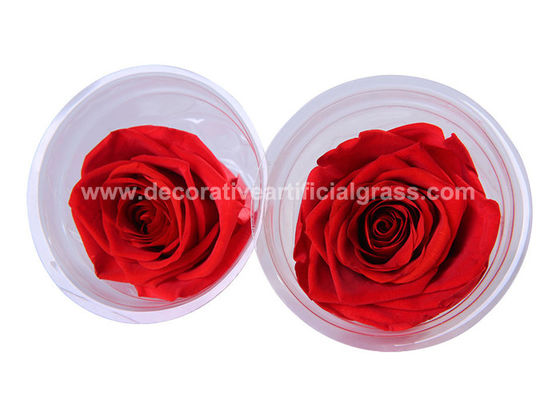 Ecuador Bewaarde Rose Head Long Life Roses voor de Decoratie van de Partijgebeurtenis