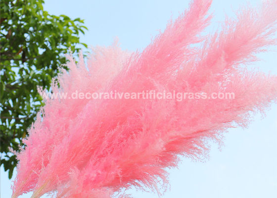 30cm 45cm 50cm Preserved Fresh Flowers Pampas Grass Natural Dried