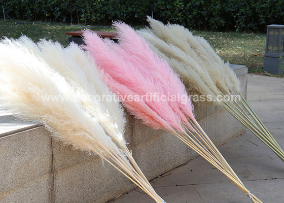 30cm 45cm 50cm Preserved Fresh Flowers Pampas Grass Natural Dried
