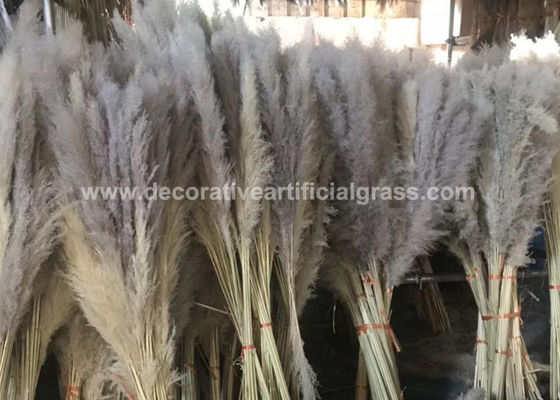 40cm 50cm 60cm Preserved Fresh Flowers Natural Dried Fluffy Pampas Grass